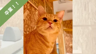 猫紹介】おこげ｜おもちゃ大好きでガツガツ遊ぶ茶トラ君！｜ね