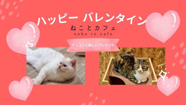 ねことカフェ大阪天王寺のバレンタインイベント