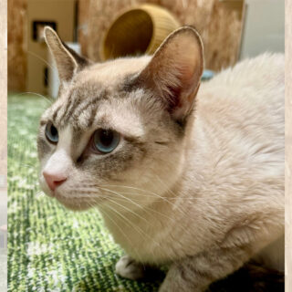 猫紹介】あめ｜キレイなブルーの瞳を持つシャム猫くん｜ねことカフェ