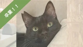 猫紹介】モリクロ｜小柄でもしっかり甘えたの黒猫くん｜ねことカフェ