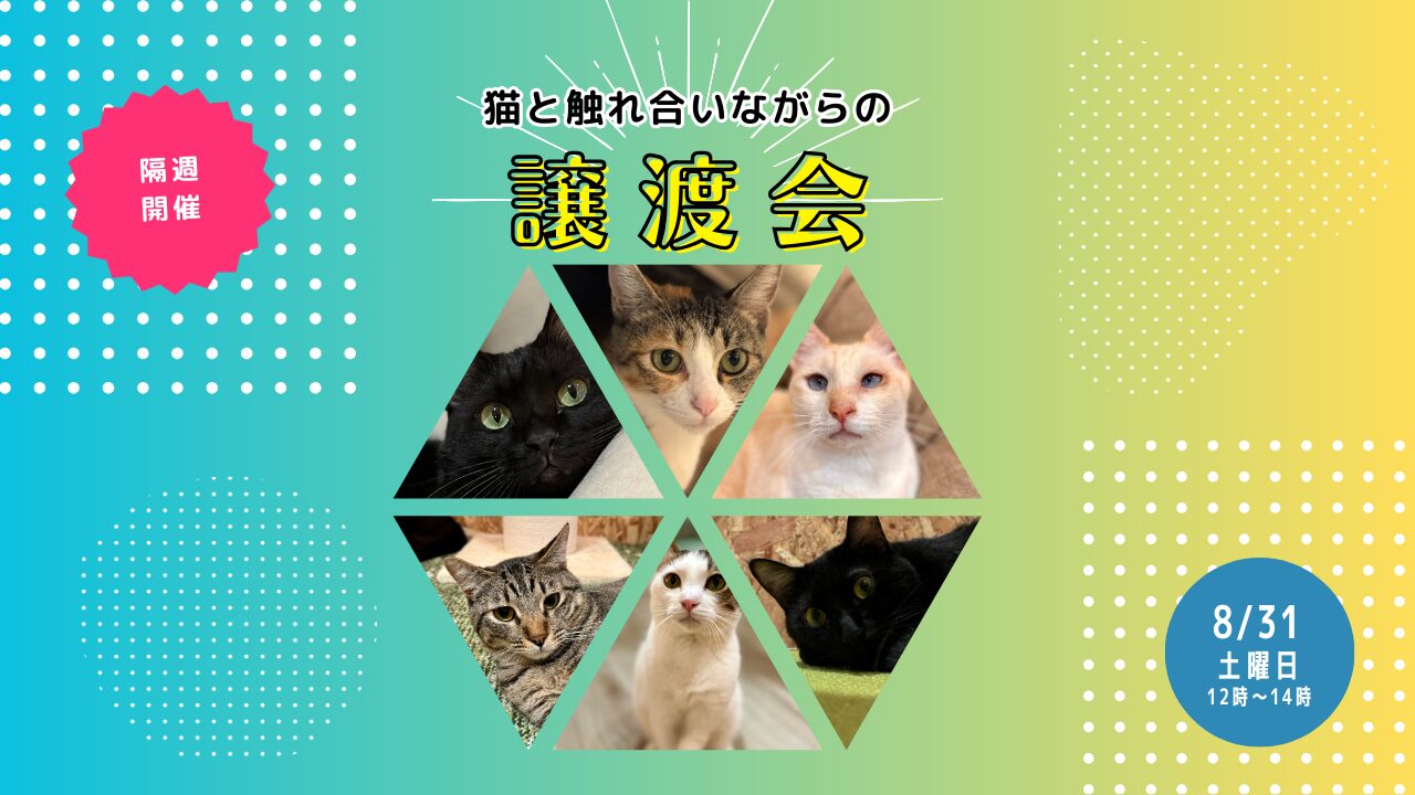 【8月最後の譲渡会】8月31日(土)ねことカフェで猫と触れ合いながらの譲渡会！