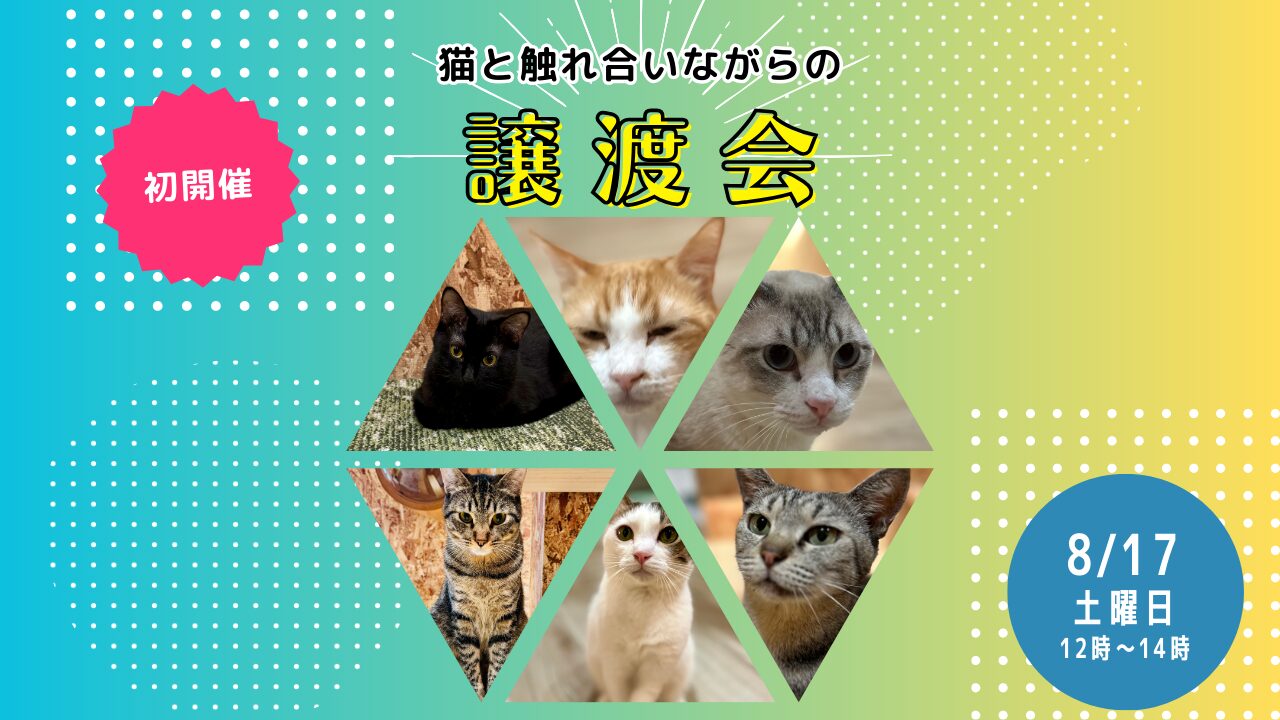 【初開催】8月17日(土)ねことカフェで猫と触れ合いながらの譲渡会！