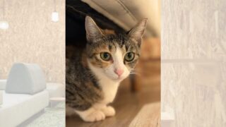 cat_cafe_sakura-320x180.jpg cat_cafe_sakura-320x180.jpg