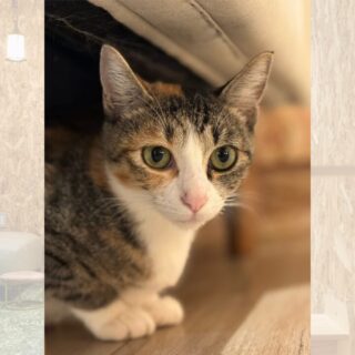 日本画「さくら　三毛　扇あつらえ」　幸福の三毛猫 日本画「さくら 三毛 扇あつらえ」 幸福の三毛猫 - メルカリ