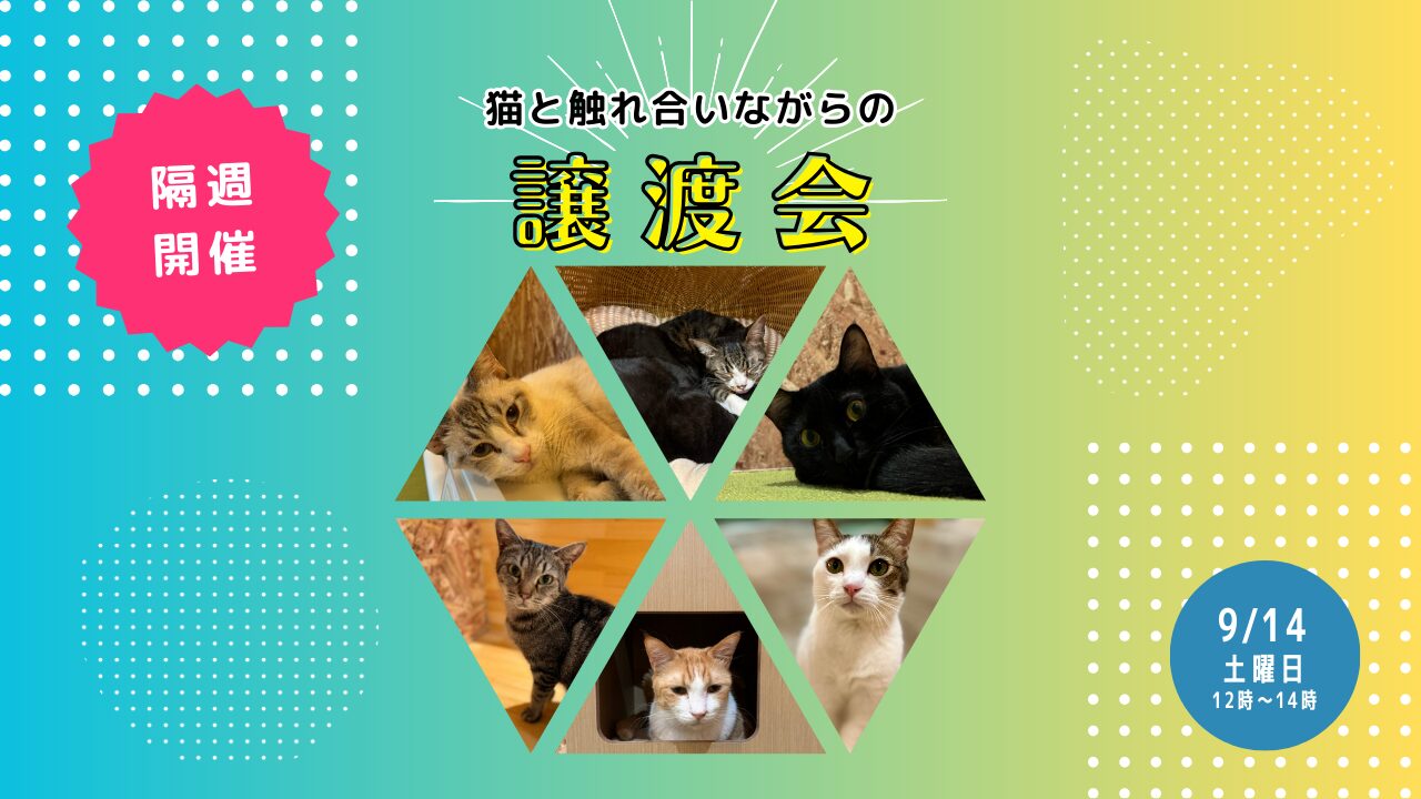 【9月最初の譲渡会】9月14日(土)ねことカフェで猫と触れ合いながらの譲渡会！