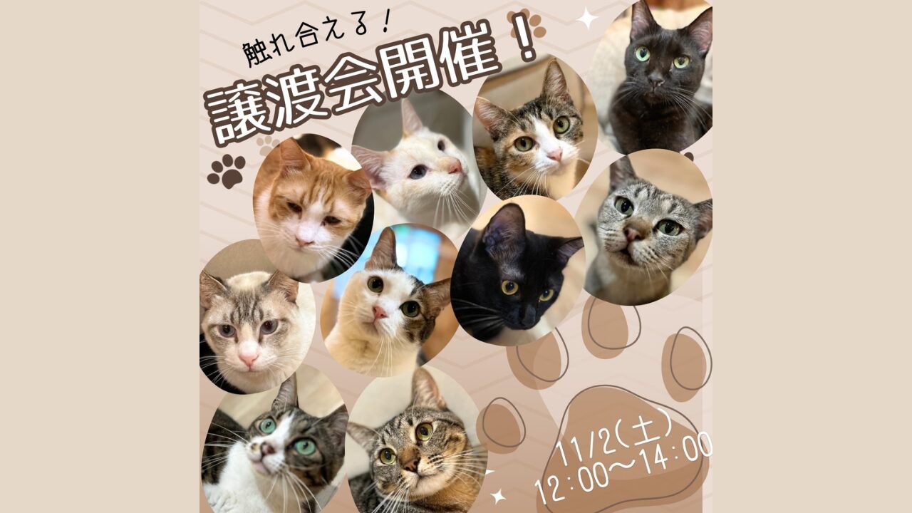 11月2日の大阪天王寺で保護猫の譲渡会