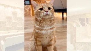 猫紹介】もちゃ｜少しずつ心をひらいてくれるようになった困り顔な茶