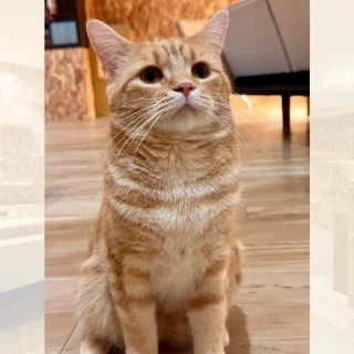 猫紹介】もちゃ｜少しずつ心をひらいてくれるようになった困り顔な茶