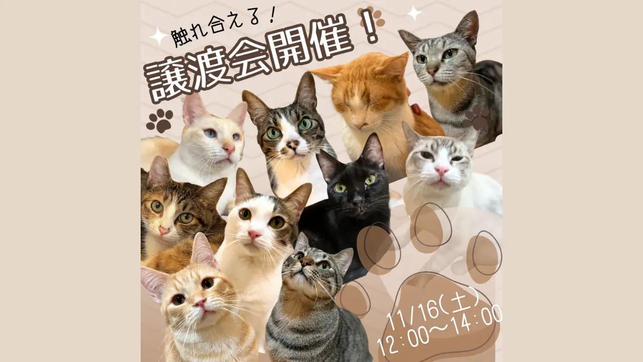 【大阪天王寺の譲渡会】11月16日にねことカフェ店内にて実施！