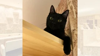 猫紹介】ヤマト｜これから甘えん坊な男の子になると感じさせる黒猫の