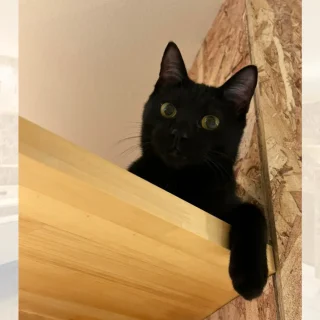 猫紹介】ヤマト｜これから甘えん坊な男の子になると感じさせる黒猫の