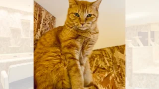 noji_cat_tyatora_thumbnail-