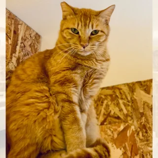 noji_cat_tyatora_thumbnail-