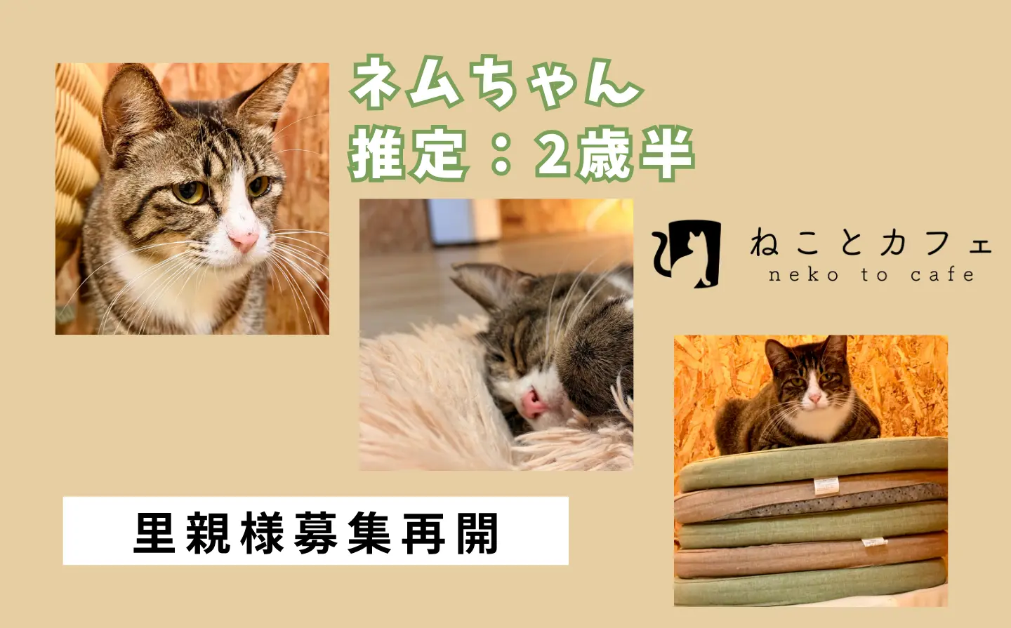 【ネムちゃんのエントリー受付け再開】募集期間について