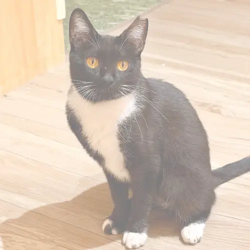 らぶ｜ノルウェージャンフォレストキャット