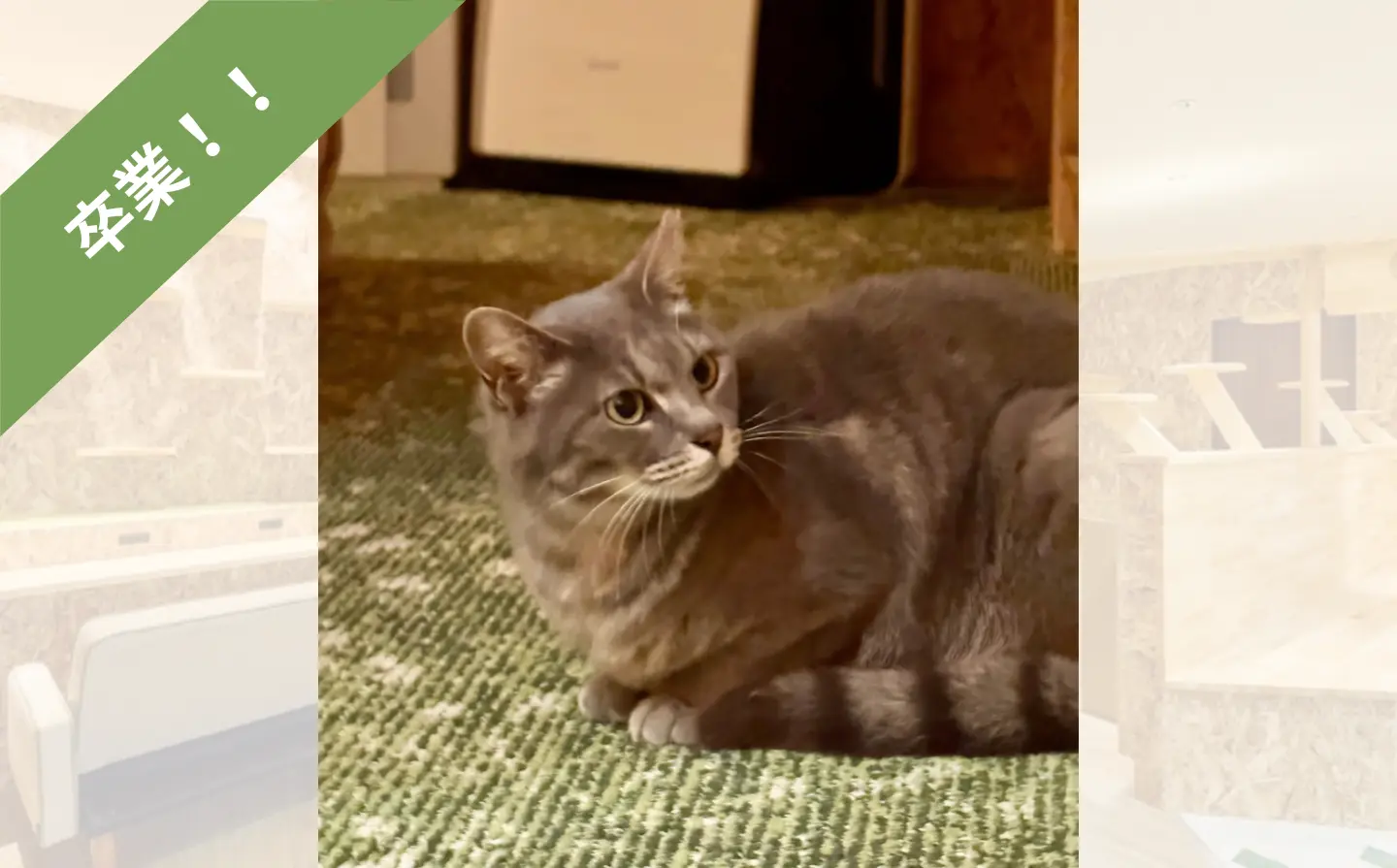 【猫紹介】クレア｜グレーの柄とふわっとした毛並みな美猫ちゃん