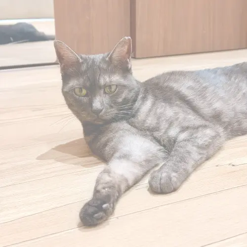 茶白の猫、ルシェル