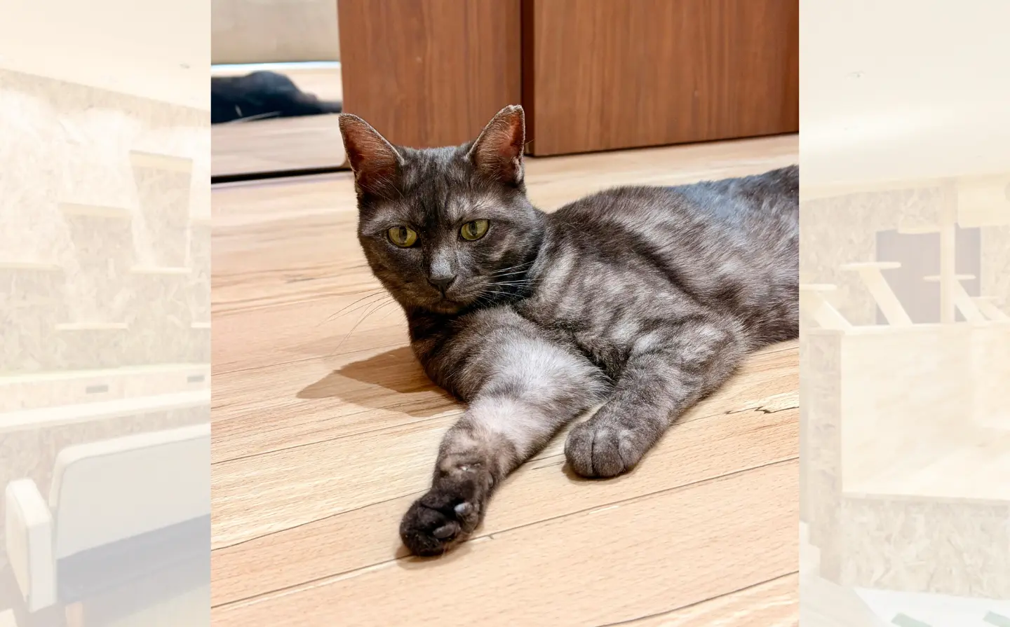 【猫紹介】きぬちゃん｜負けん気の強い猫ちゃん！おもちゃで遊ぶ姿が可愛い！