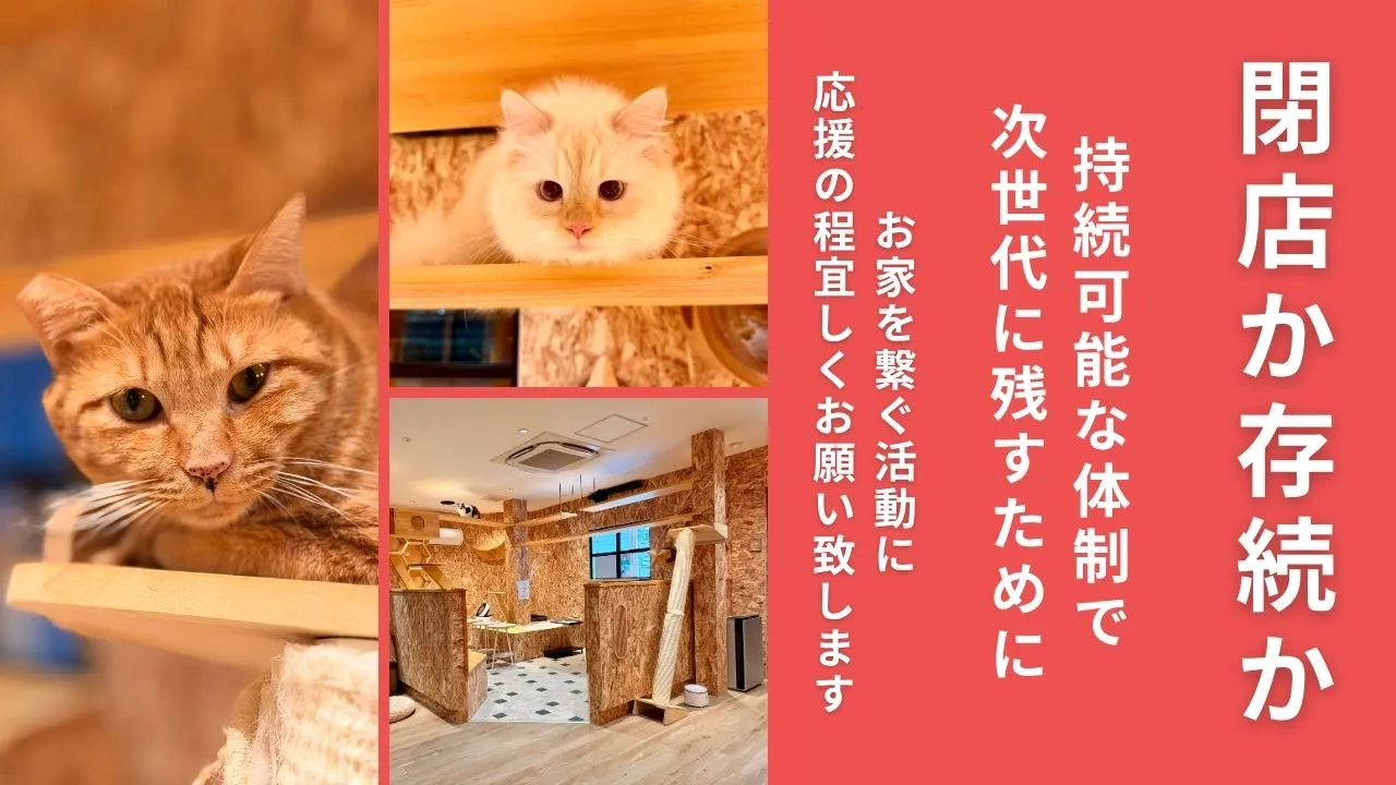 閉店か存続か｜ねことカフェを次世代へ残すための再建クラウドファンディング開始！