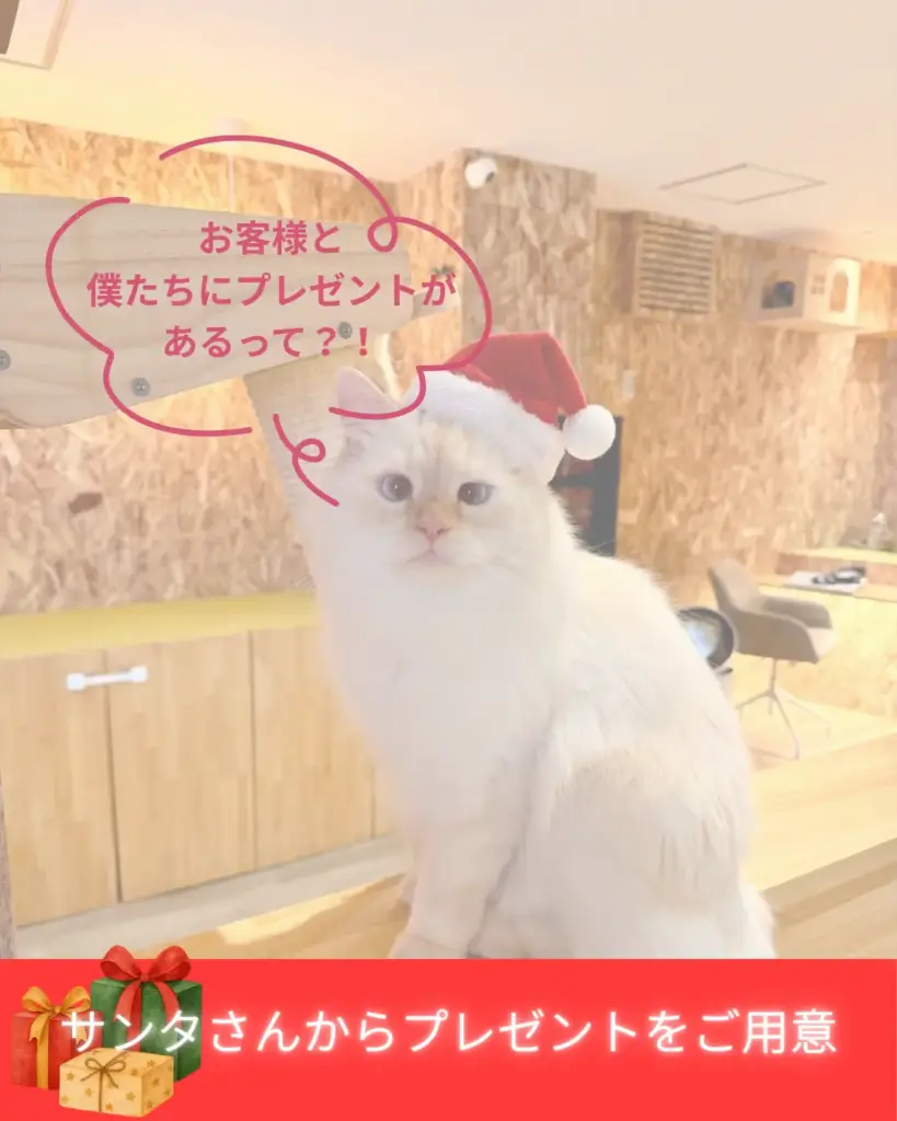 ねことカフェのラテ店長