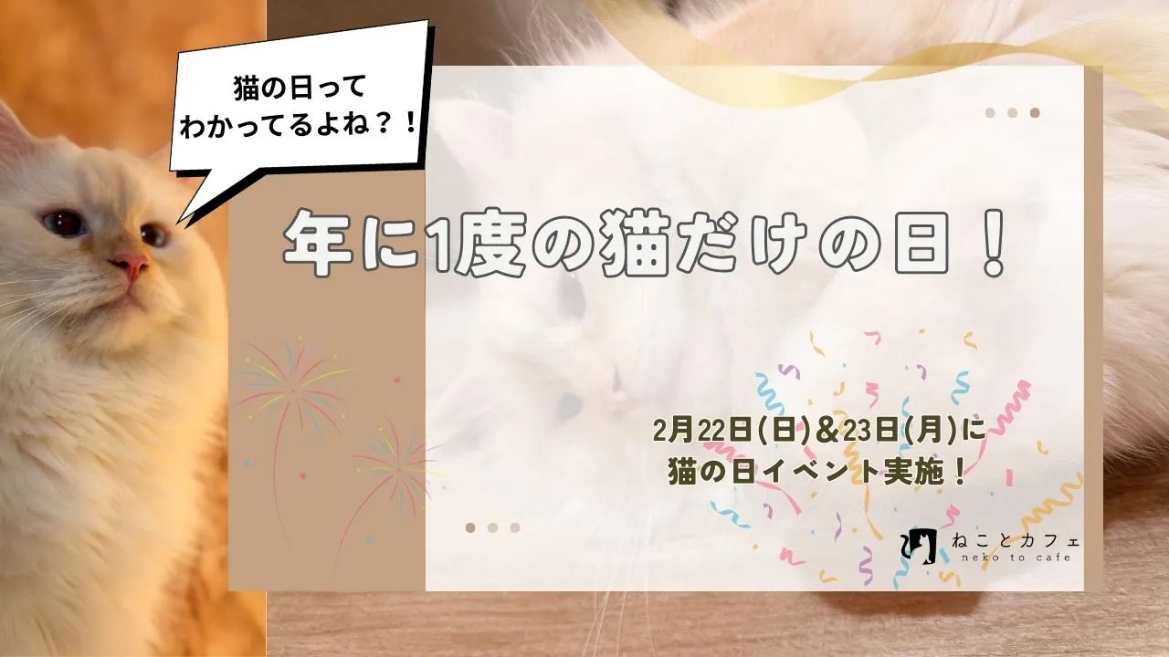 【2月22日は猫の日!】ねことカフェで猫の日イベントを楽しみましょう!