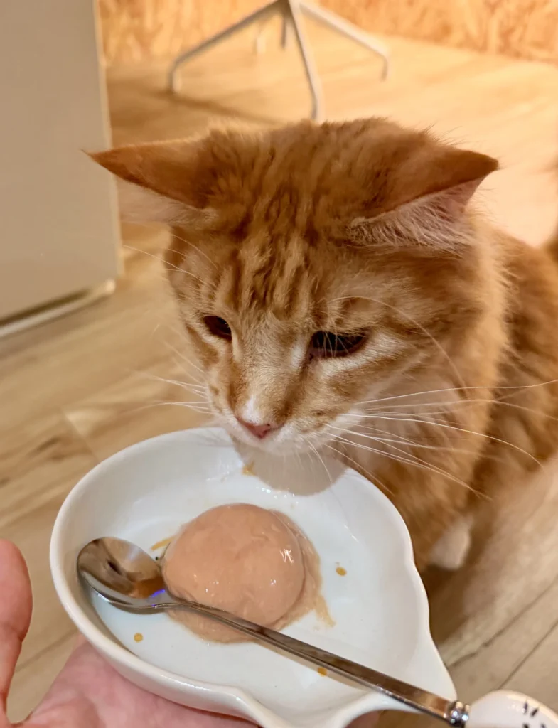 おやつに夢中な猫のぽむ君