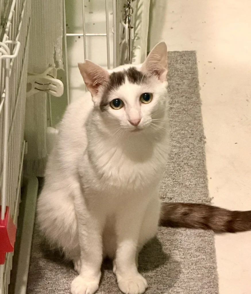 猫紹介】コマくん｜真の困り顔で可愛すぎるニャンコ｜ねことカフェ大阪