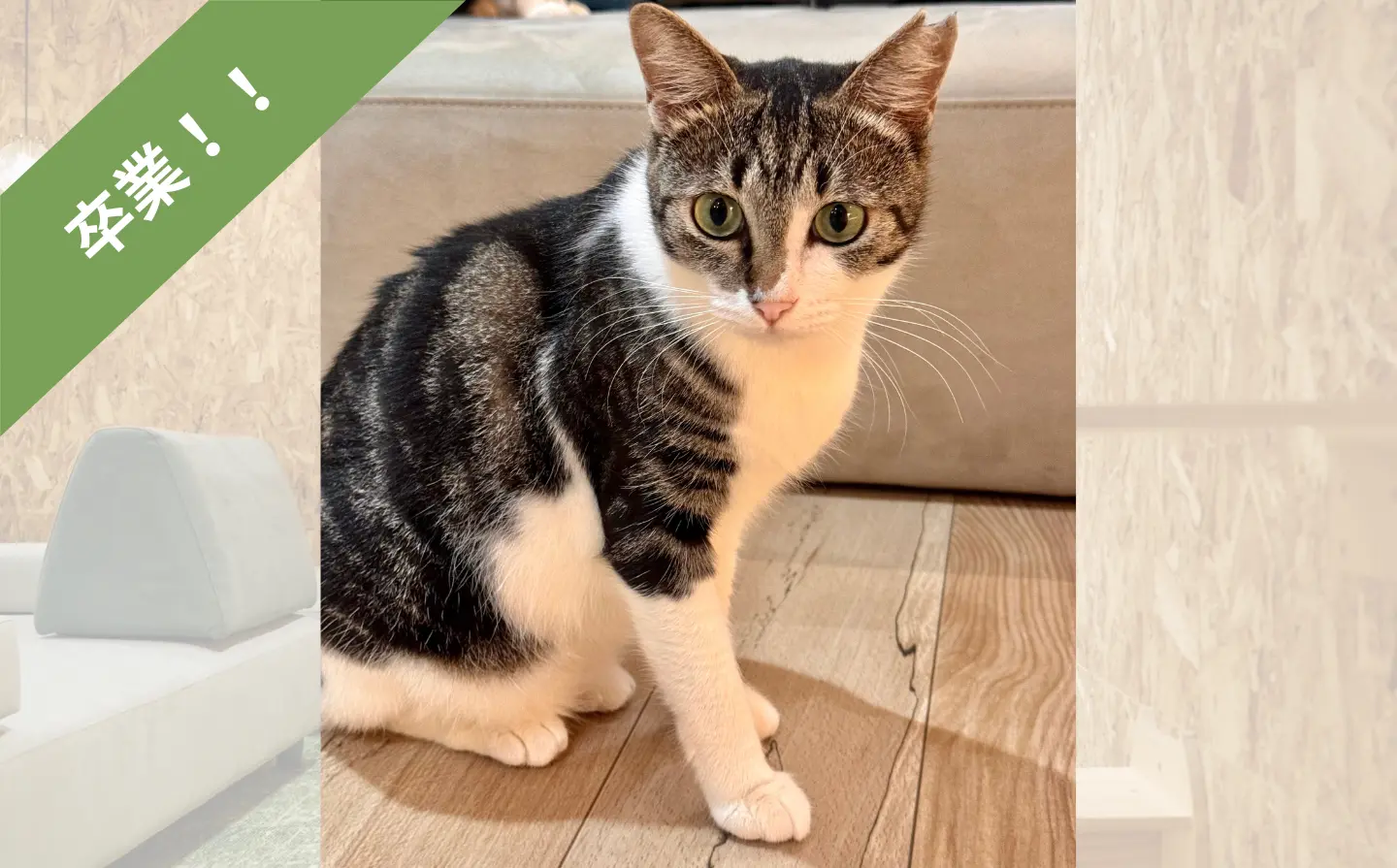 ねことカフェ｜ニカちゃん卒業のサムネイル