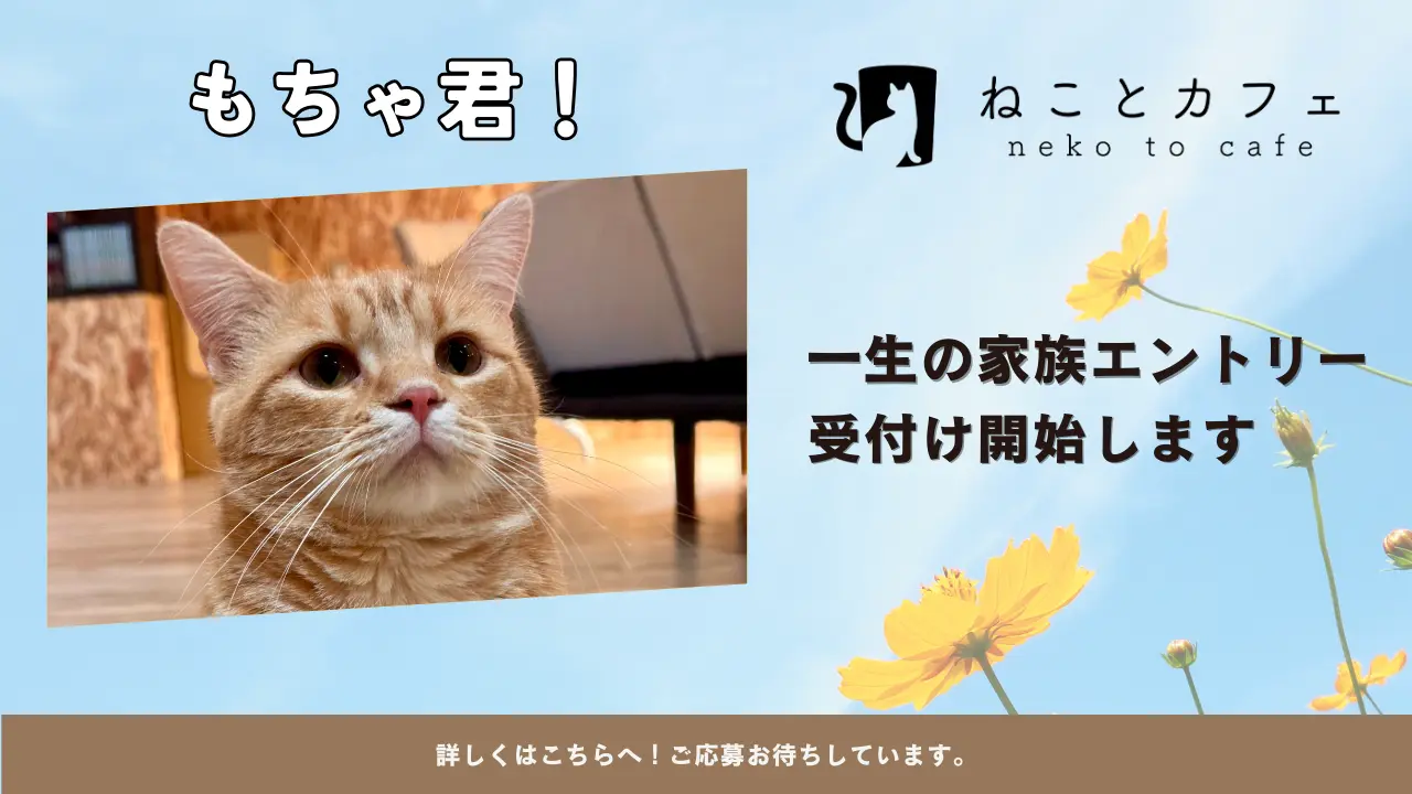 【もちゃ君のエントリー受付け開始】募集期間について