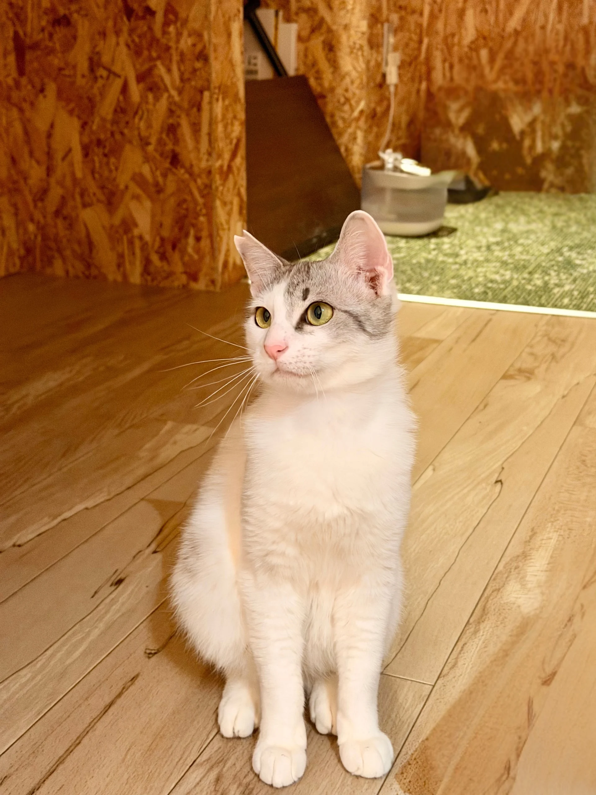 ねことカフェ在籍のハク