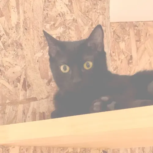 ねことカフェ|茶トラのもちゃ君のサムネイル