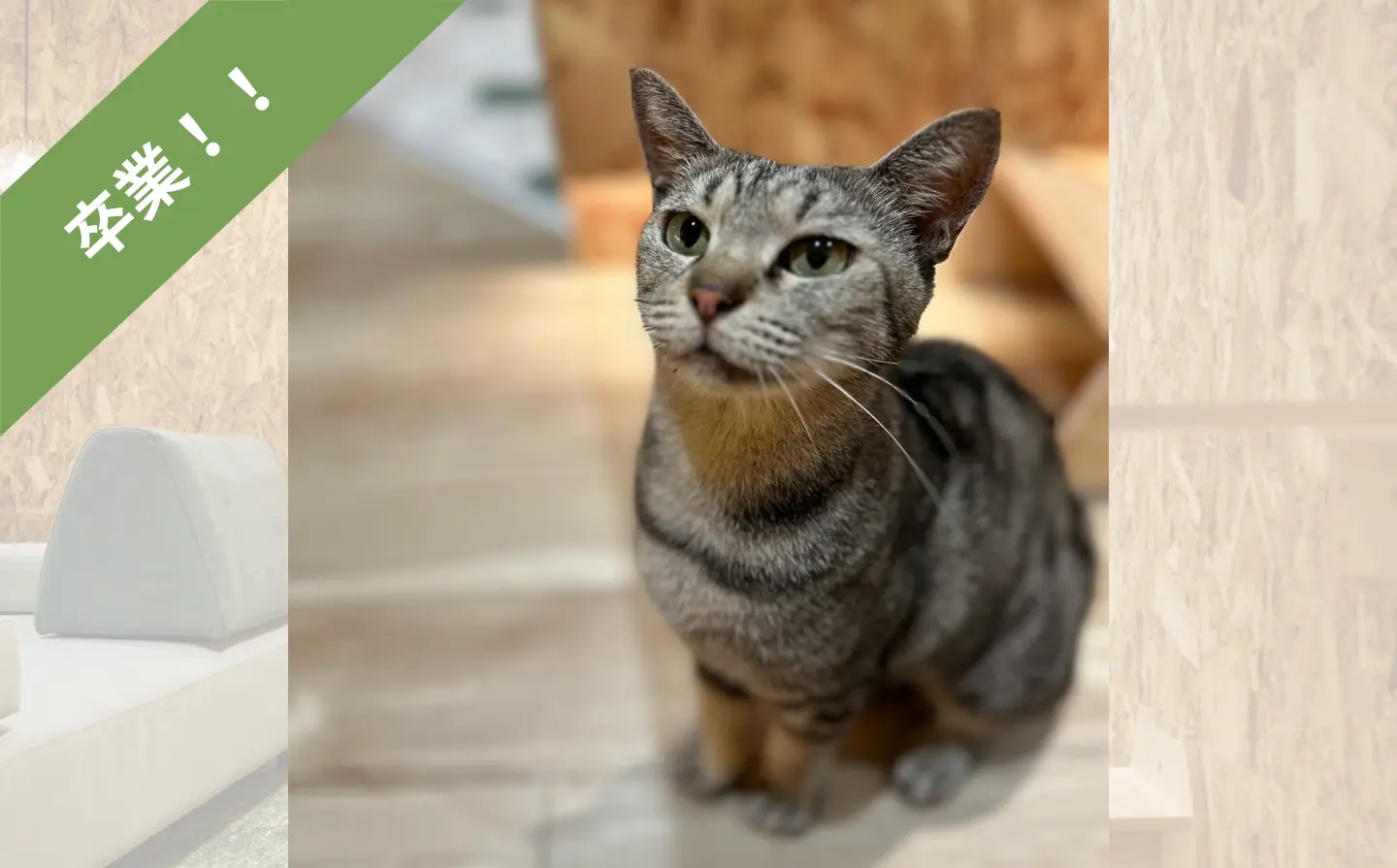 卒業！【猫紹介】マミィ｜懐っこい女の子でさくらちゃんのお母さん！