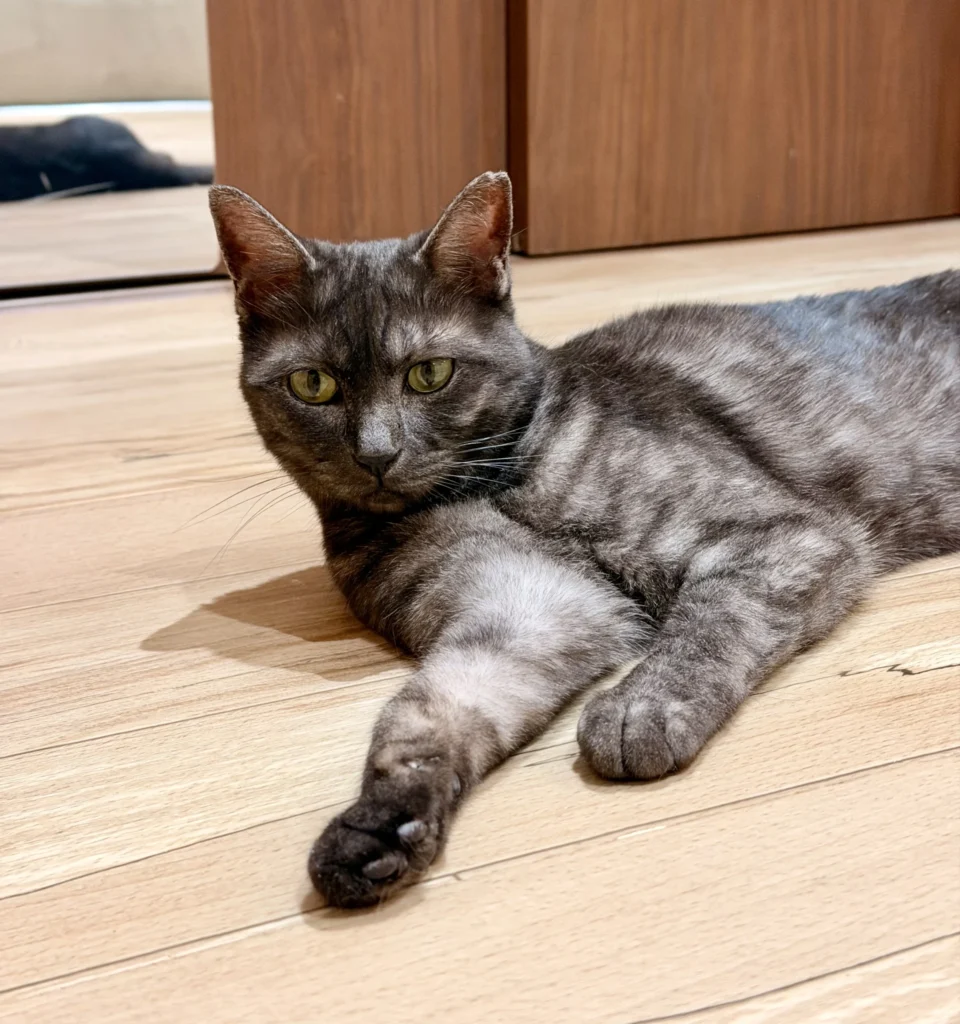 黑キジ模様な珍しい毛色の猫