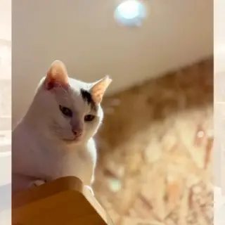 name_maakun_cat_cafe-320x320.webp