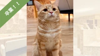 name_mocha_cat_graduation-