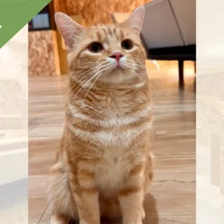 猫紹介】もちゃ｜少しずつ心をひらいてくれるようになった困り顔な茶