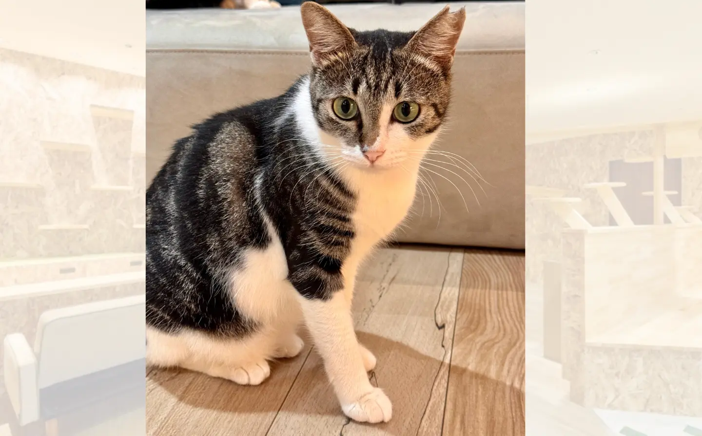 【猫紹介】ニカちゃん｜ふんわり毛並みのきれいな瞳を持つ美人猫