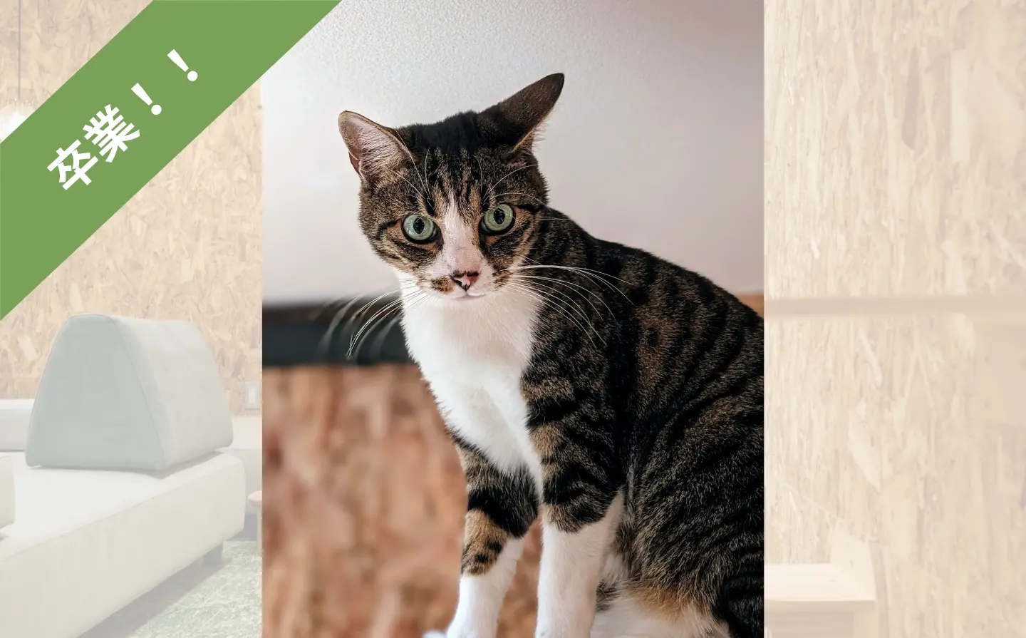 ねことカフェ｜キジ白のパトリック君卒業のサムネイル