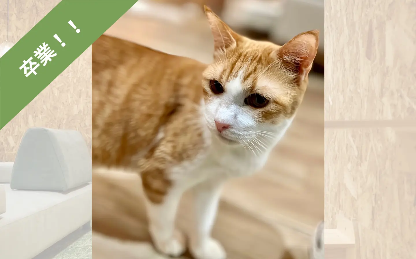 ねことカフェ｜茶白のルシェル君卒業のサムネイル