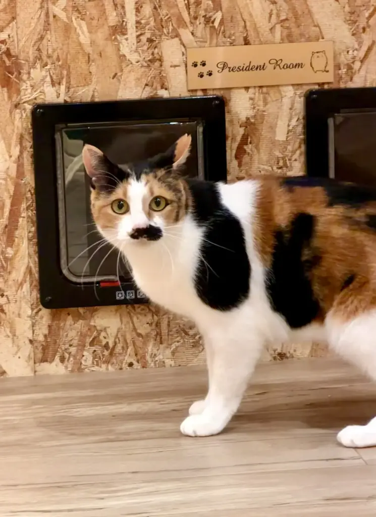 三毛猫のたまちゃん