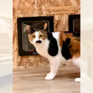 猫紹介】たまちゃん｜呼び名に相応しいTHE 三毛猫ちゃん！甘えたタイプ