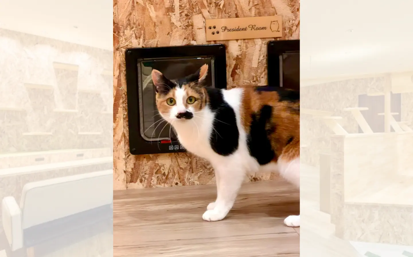 たまちゃんのアイキャッチ画像