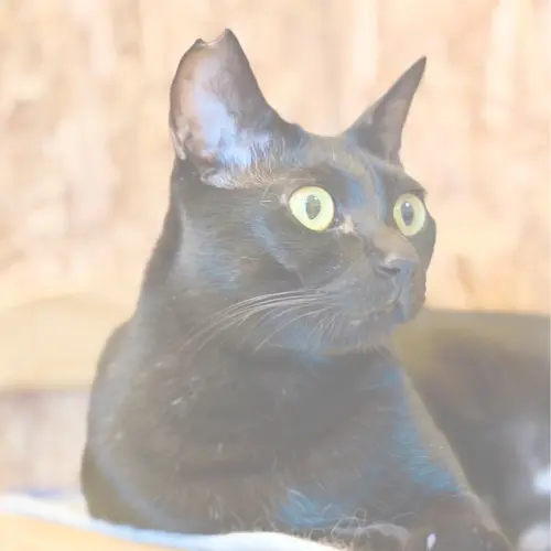 【猫紹介】ニカちゃん｜ふんわり毛並みのきれいな瞳を持つ美人猫