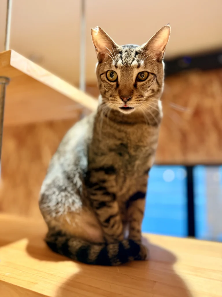 ねことカフェ　キジ猫のプク君