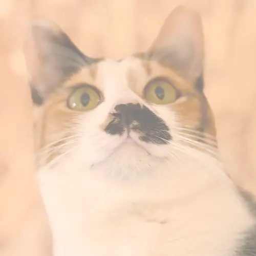 らぶ｜ノルウェージャンフォレストキャット