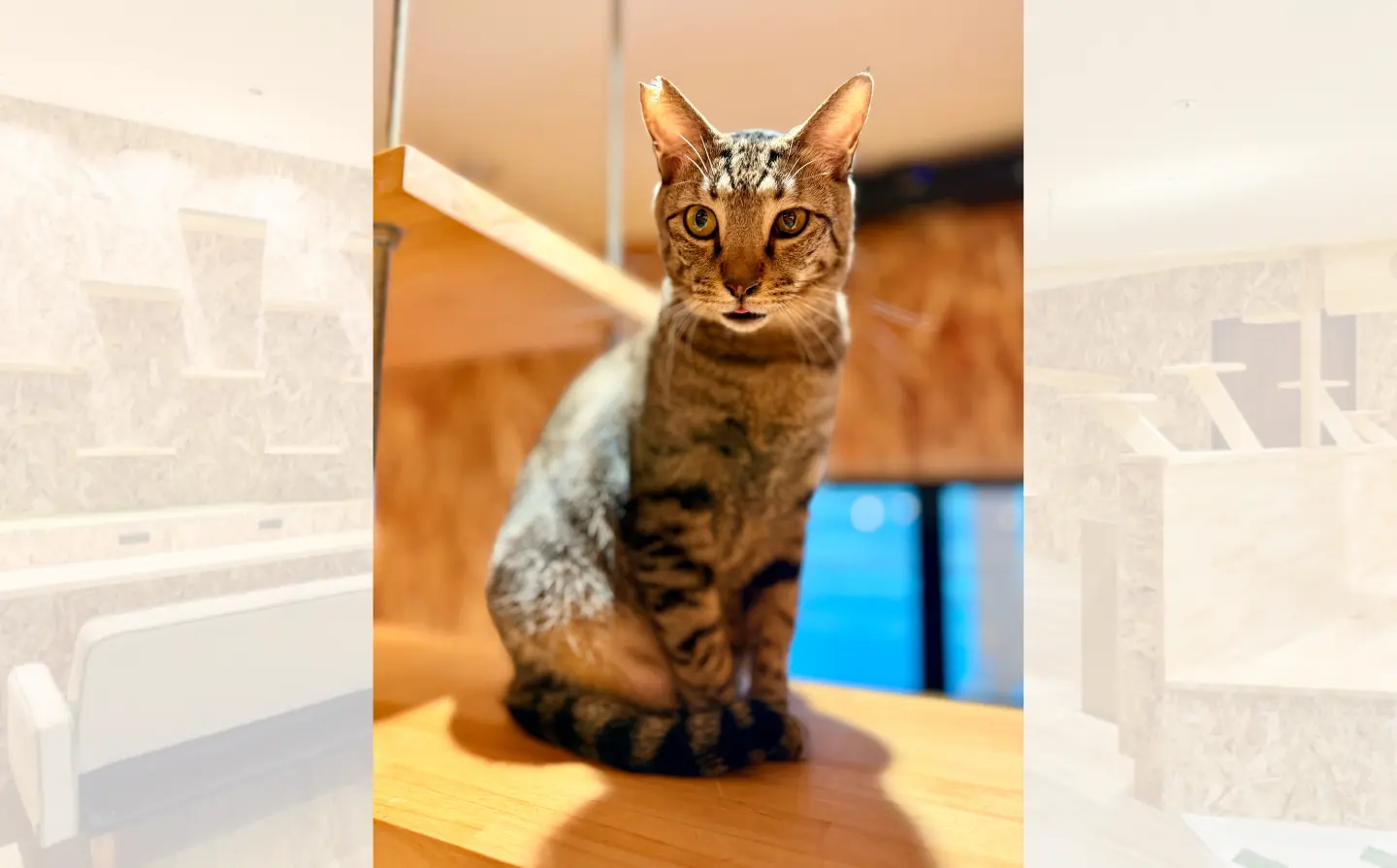 プク君ののアイキャッチ画像