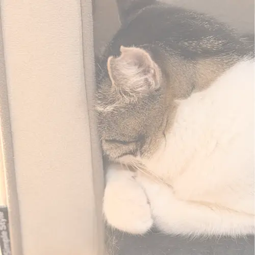 【猫紹介】ニカちゃん|ふんわり毛並みのきれいな瞳を持つ美人猫