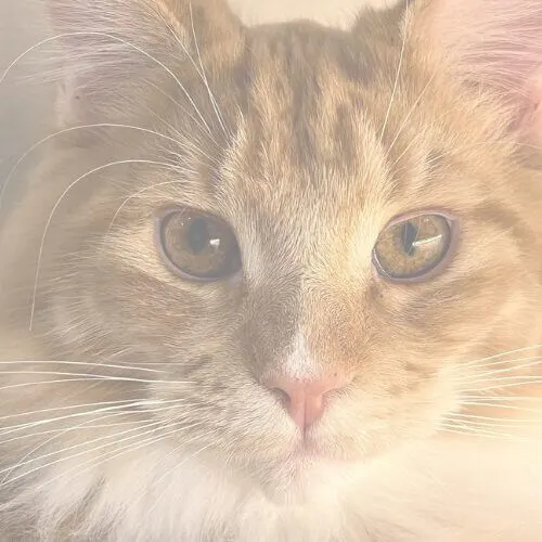 らぶ｜ノルウェージャンフォレストキャット