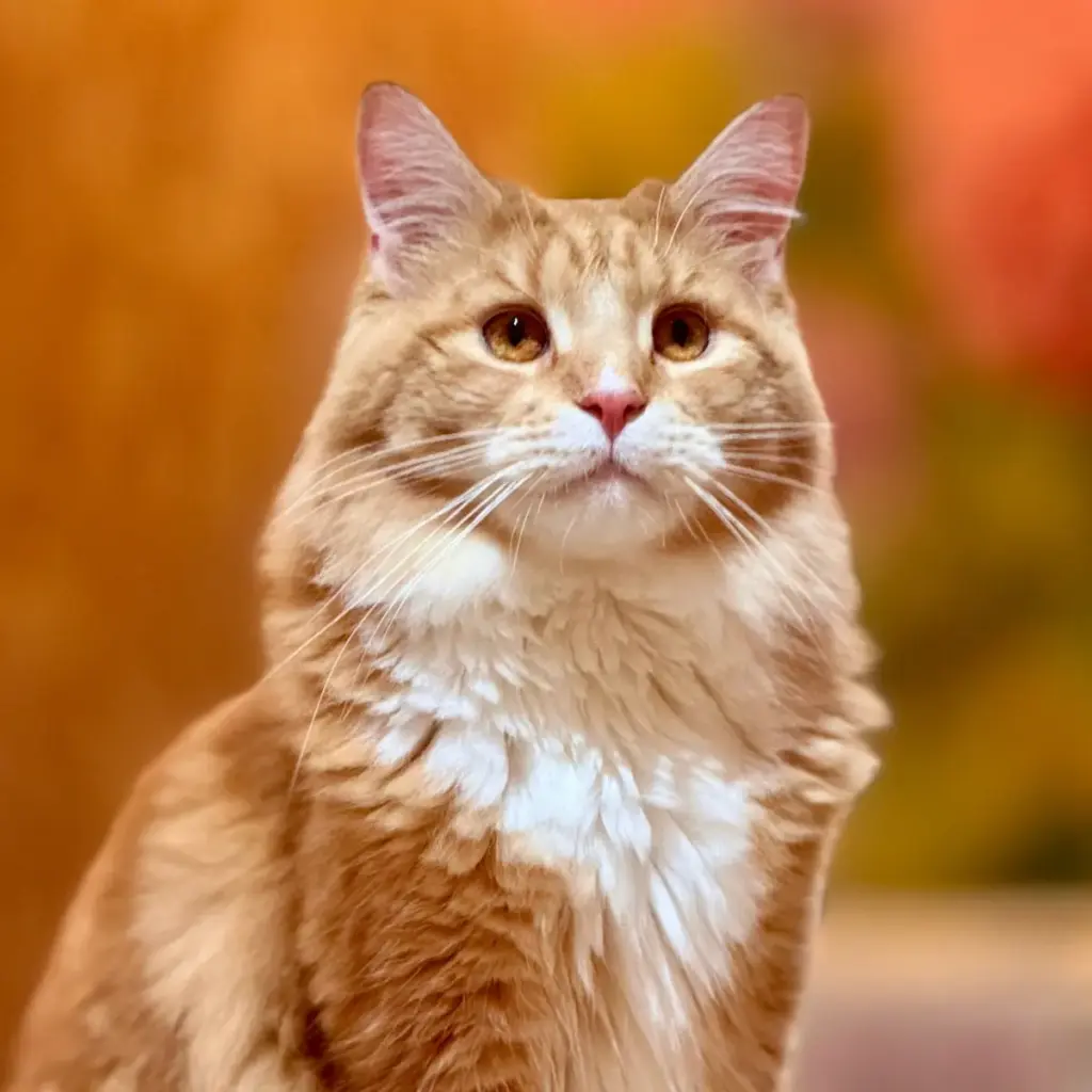 茶白の巨大猫のぽむ君
