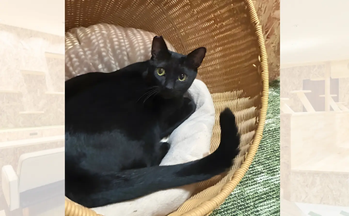 黒猫ぽんずのアイキャッチ画像